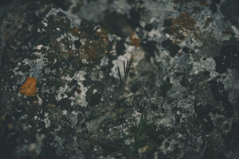 Close-up of textured, speckled, and dark rock.